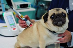 Laser Therapy for dogs